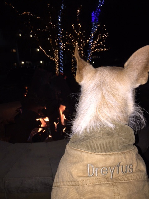 Dreyfus by the fire pit