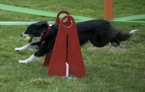 Flyball competitor takes a jump at Bark in the Park San Jose 2010. Photo by Janet Fullwood