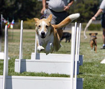 flyball dog