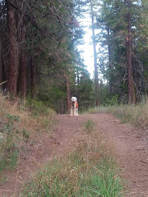 Giacomo in the Mount Laguna Recreation Area