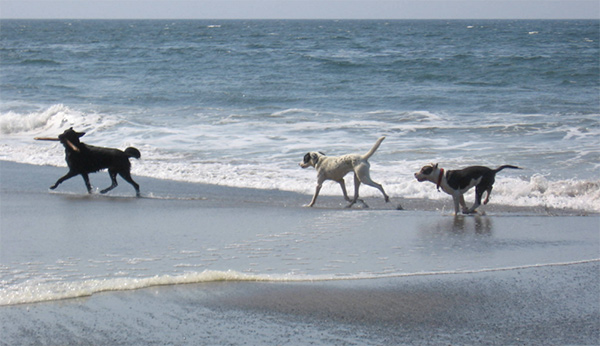 Fort Funston