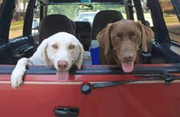 Dogs in car with tongues hanging out