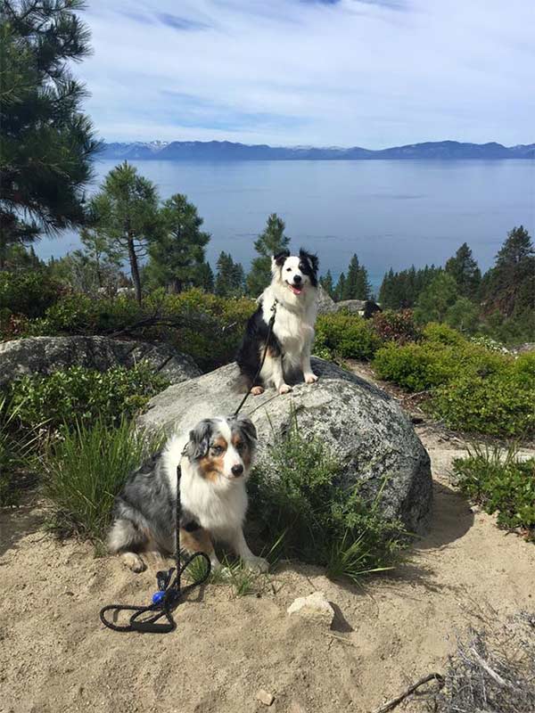 Dogs at trail near Tunnel Creek Cafe