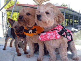 Little Dogs On Houseboat