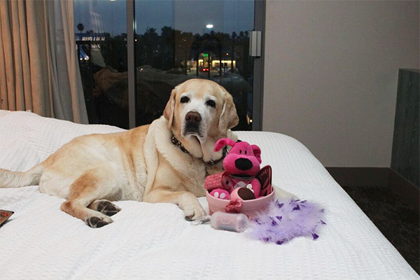 Kayla enjoying doggy amenities at Shorebreak Huntington Beach