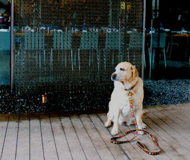 Kayla at h2hotel in Healdsburg