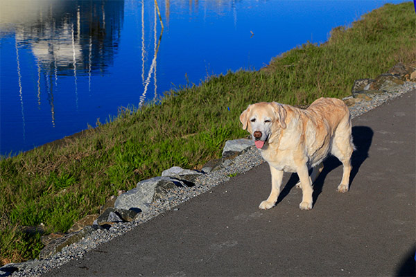 Kayla on the path