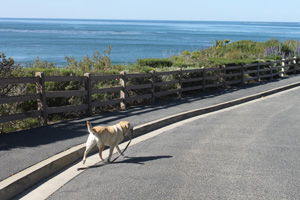 dog on pismo beach