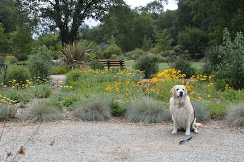 Kayla the Yellow Lab in Botanical Garden