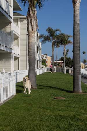 Kayla in the grassy back yard of Pismo Lighthouse Suites