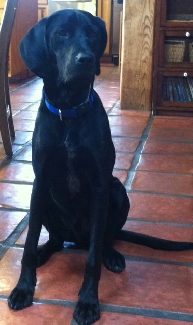 Levi, adopted from Monterey Bay Labrador Retriever Rescue