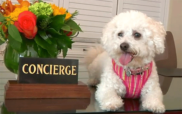 Dog on a desk