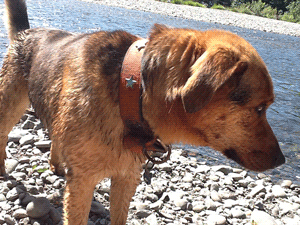 Dog at Mad River in Arcata