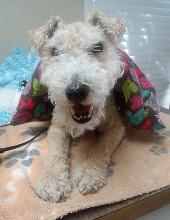 dog at the vet