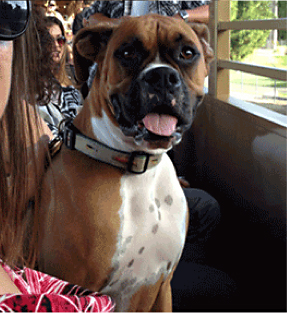 Maggie on the River Train 