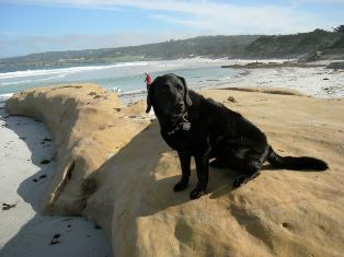 Carmel Beach