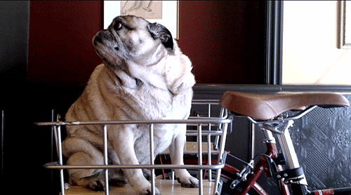 Dog in a basket at Hotel Rex San Francisco