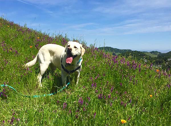 Maya hiking in San Rafael, CA