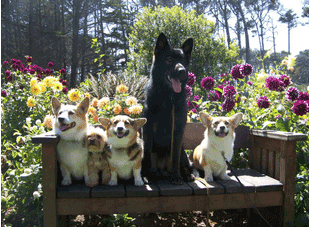 dogs on a bench