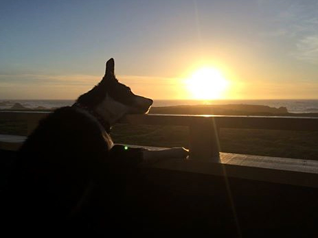 Dog watching sunset