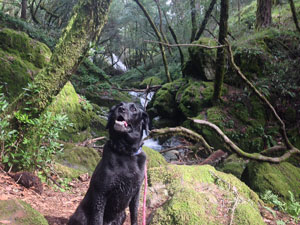 dog at cataract falls