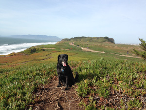 dog at fort funston