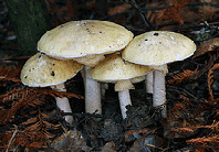 Mushrooms on a forest floor