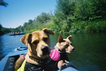 Dogs in a raft