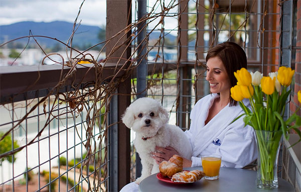 Dog at Napa Valley hotel