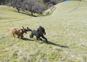 Playing in the hills