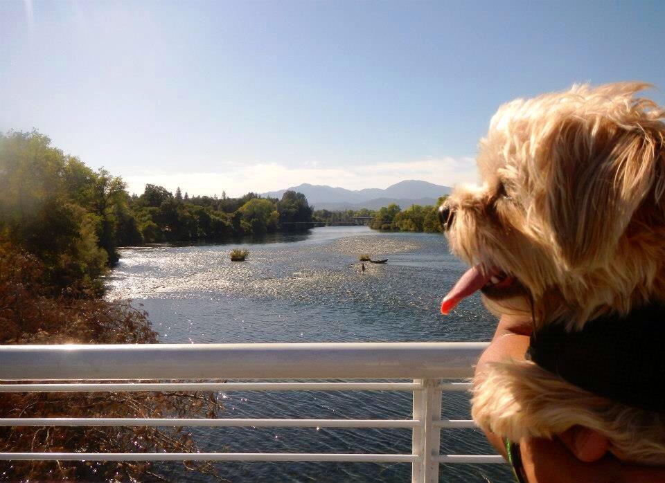 Obi on Sundial Bridge