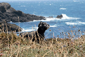 Ocean stroll on Mendocino coast