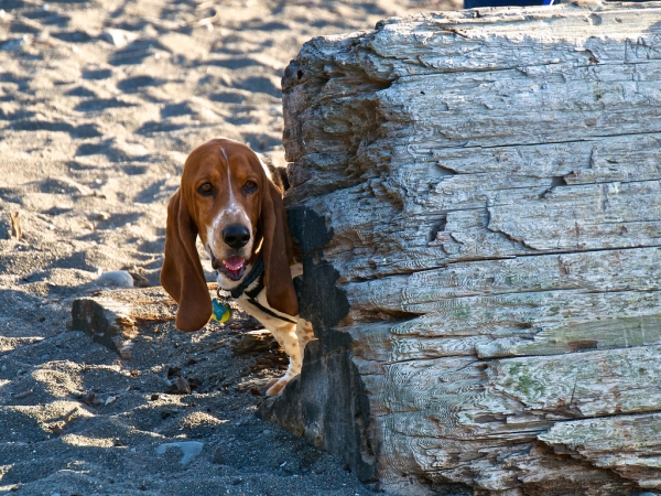 Kermit at Van Damme Beach