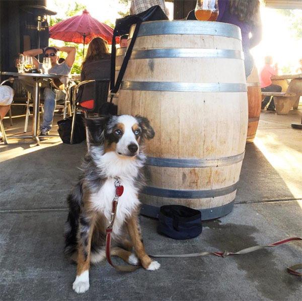 Oscar at Amador Brewing Company