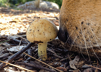 Dog Noses Mushroom CC Ed Brownson