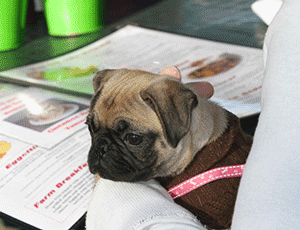 Dog Reading Menu at Park Bench Cafe