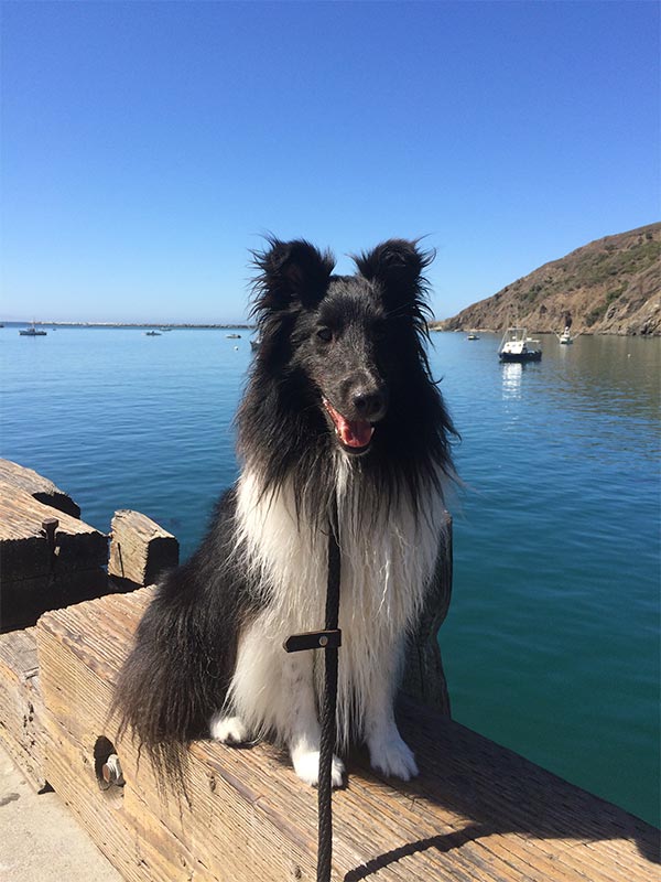 Penny at Harford Pier