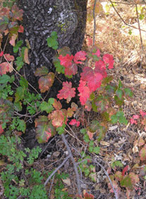 poison oak