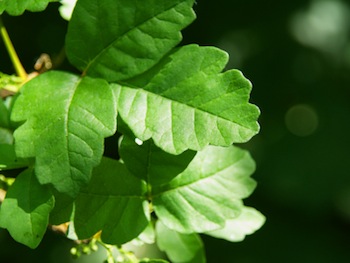 poison oak