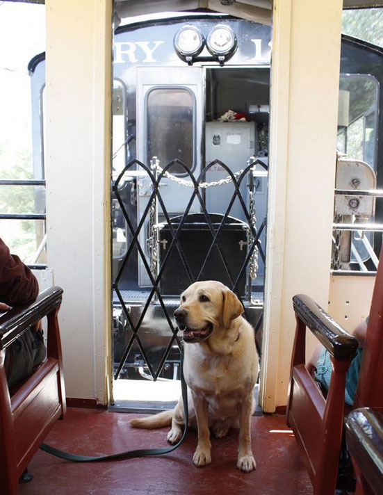 Pup Riding the Rail at Railtown 1897 State Historic Park