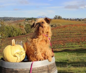 Brussels Griffon on a wine barrel