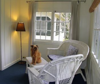 Brussels Griffon Sitting on a Wicker Table