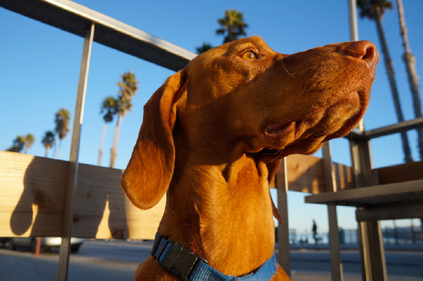 Dog in Santa Cruz