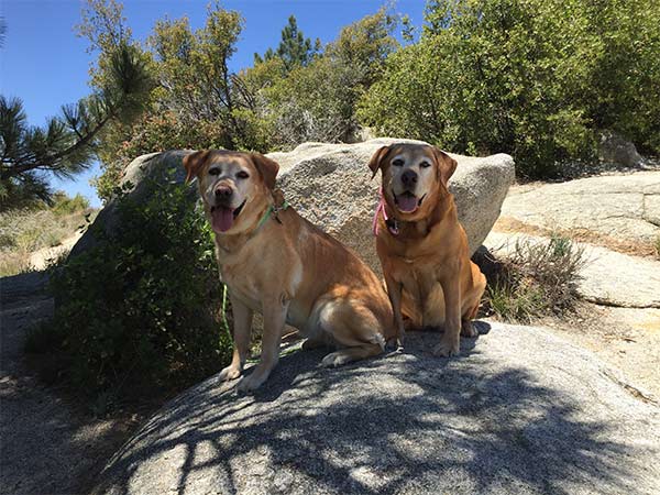 Dog-friendly Idyllwild, CA