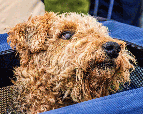 Dog in a cart