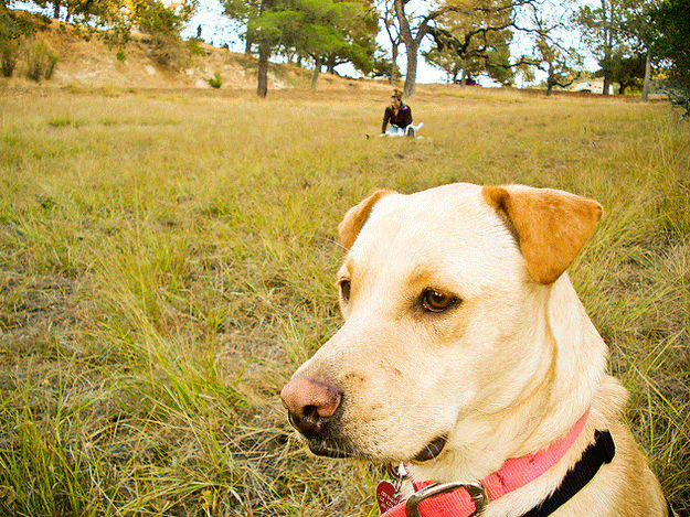 Dog in St Lucia Wilderness hiking