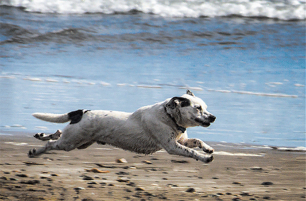 dog on the beach