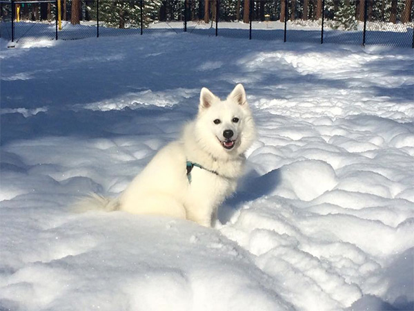 Snow dog