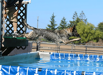 Splash Dog in El Dorado County