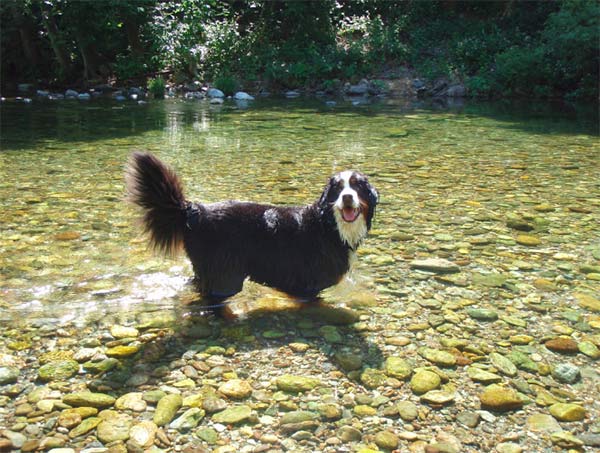 Dog running across grass in Downieville